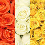 Orange, White/Cream & Yellow
